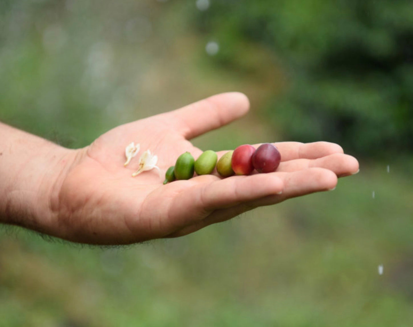 Donate a Coffee Tree