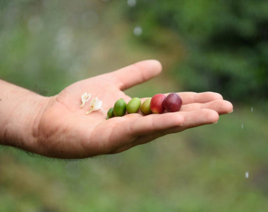 Donate a Coffee Tree